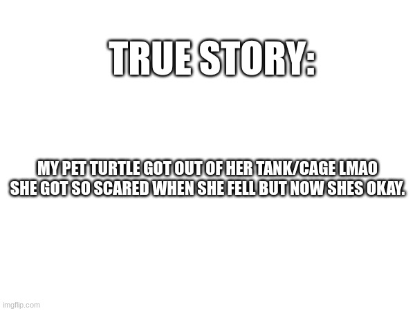 TRUE STORY:; MY PET TURTLE GOT OUT OF HER TANK/CAGE LMAO SHE GOT SO SCARED WHEN SHE FELL BUT NOW SHES OKAY. | made w/ Imgflip meme maker