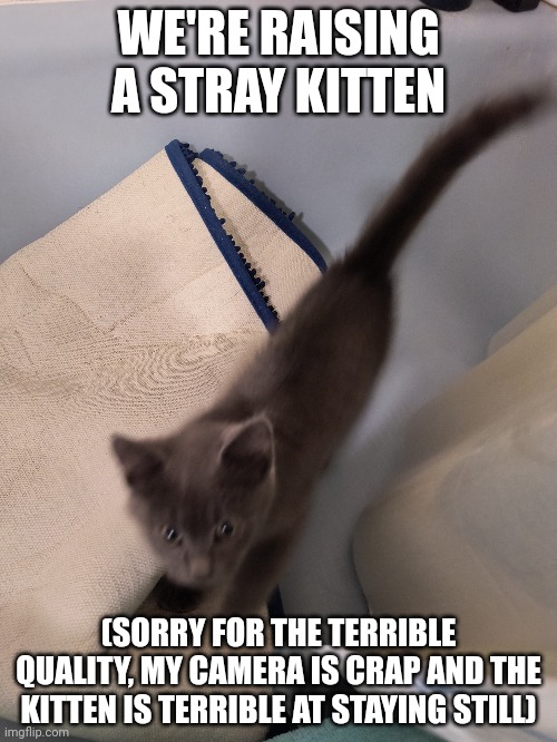WE'RE RAISING A STRAY KITTEN; (SORRY FOR THE TERRIBLE QUALITY, MY CAMERA IS CRAP AND THE KITTEN IS TERRIBLE AT STAYING STILL) | image tagged in kitten | made w/ Imgflip meme maker