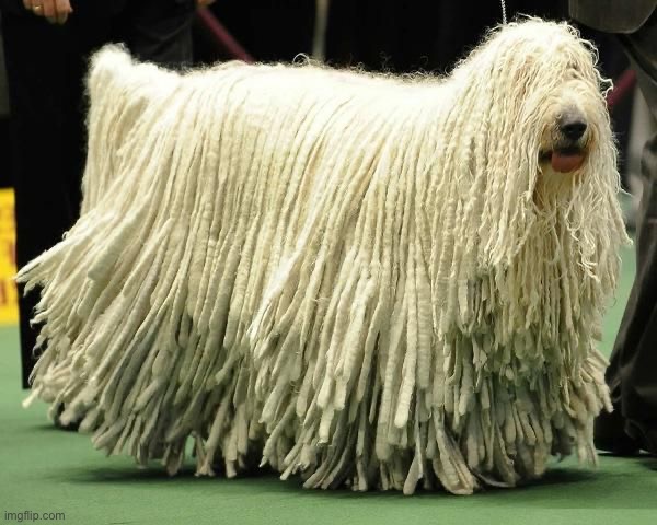Mop Dog | image tagged in mop dog | made w/ Imgflip meme maker