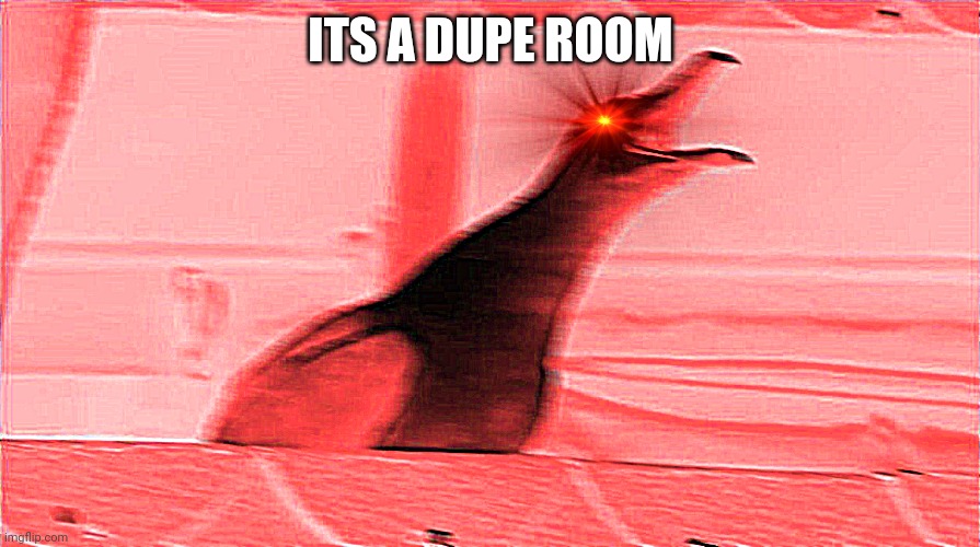 Angry Seagull | ITS A DUPE ROOM | image tagged in angry seagull | made w/ Imgflip meme maker