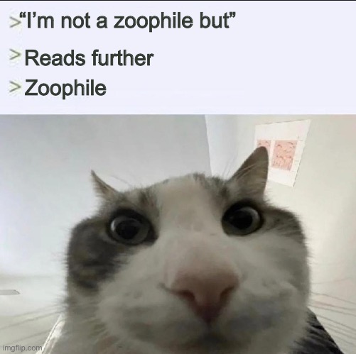 Cat looks inside | “I’m not a zoophile but”; Reads further; Zoophile | image tagged in cat looks inside | made w/ Imgflip meme maker