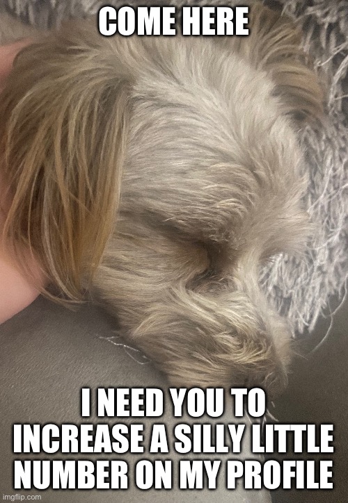 COME HERE; I NEED YOU TO INCREASE A SILLY LITTLE NUMBER ON MY PROFILE | made w/ Imgflip meme maker