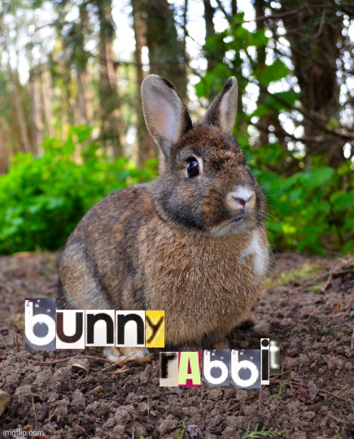 Bunny Rabbit | image tagged in bunny | made w/ Imgflip meme maker