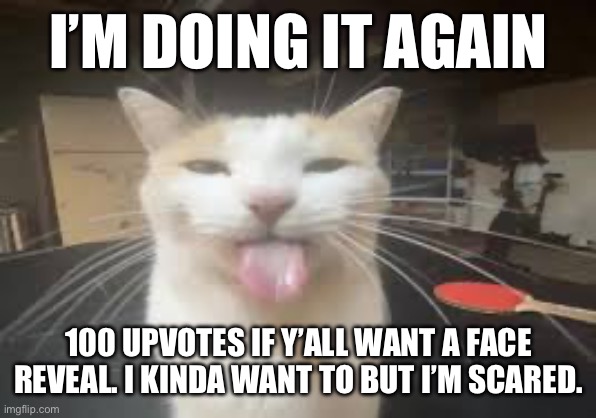 Cat | I’M DOING IT AGAIN; 100 UPVOTES IF Y’ALL WANT A FACE REVEAL. I KINDA WANT TO BUT I’M SCARED. | image tagged in cat | made w/ Imgflip meme maker