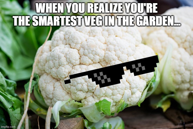 PSY454 | WHEN YOU REALIZE YOU'RE THE SMARTEST VEG IN THE GARDEN... | image tagged in cauliflower | made w/ Imgflip meme maker