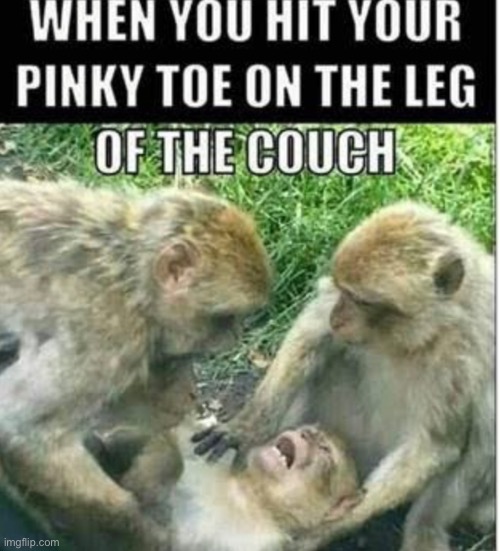 hurts so bad | image tagged in funny,meme,pinky toe,monkey | made w/ Imgflip meme maker