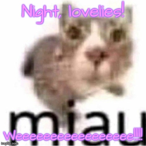 miau | Night, lovelies! Weeeeeeeeeeeeeeeee!!!!! | image tagged in miau,lovelies | made w/ Imgflip meme maker