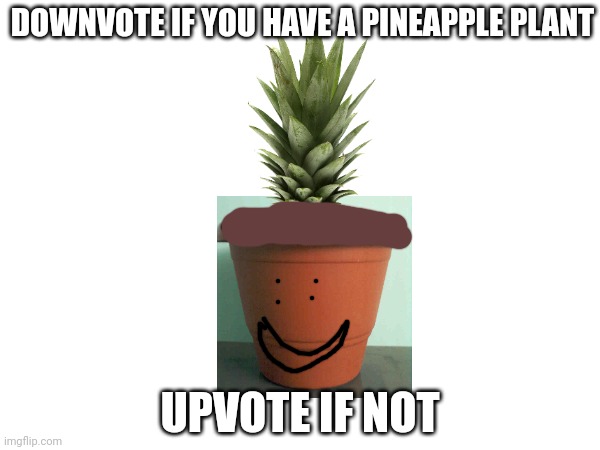 Pineapple | DOWNVOTE IF YOU HAVE A PINEAPPLE PLANT; UPVOTE IF NOT | made w/ Imgflip meme maker