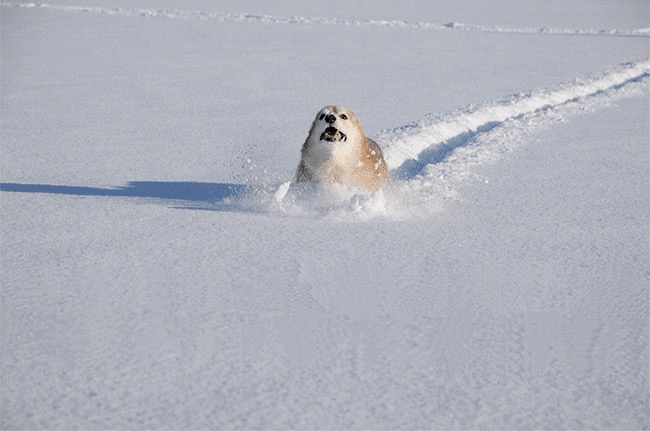 High Quality Dog running in a snow Blank Meme Template