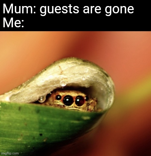 Peeking Jumping Spider | Mum: guests are gone
Me: | image tagged in peeking jumping spider | made w/ Imgflip meme maker