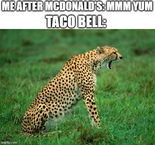 Dong | TACO BELL:; ME AFTER MCDONALD'S: MMM YUM | image tagged in cheetah | made w/ Imgflip meme maker