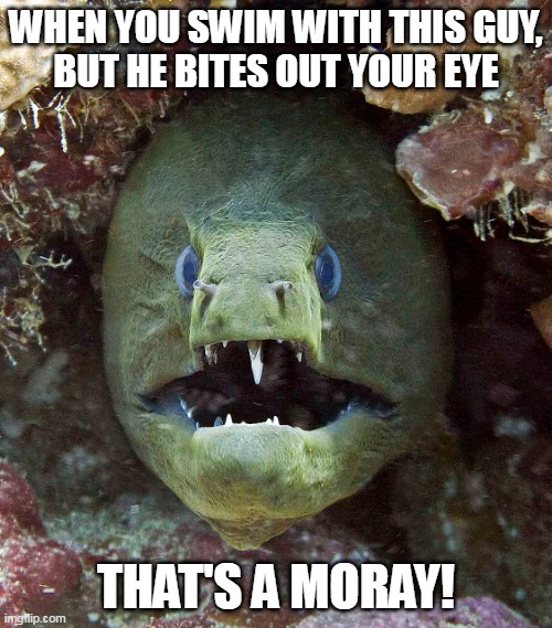 Sing it with me... | WHEN YOU SWIM WITH THIS GUY,
BUT HE BITES OUT YOUR EYE; THAT'S A MORAY! | image tagged in italian,song lyrics,funny | made w/ Imgflip meme maker