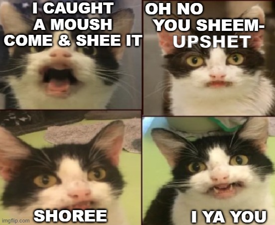 SHOREE | I CAUGHT A MOUSH COME & SHEE IT; OH NO; YOU SHEEM-; UPSHET; SHOREE; I YA YOU | image tagged in kitty,cat | made w/ Imgflip meme maker