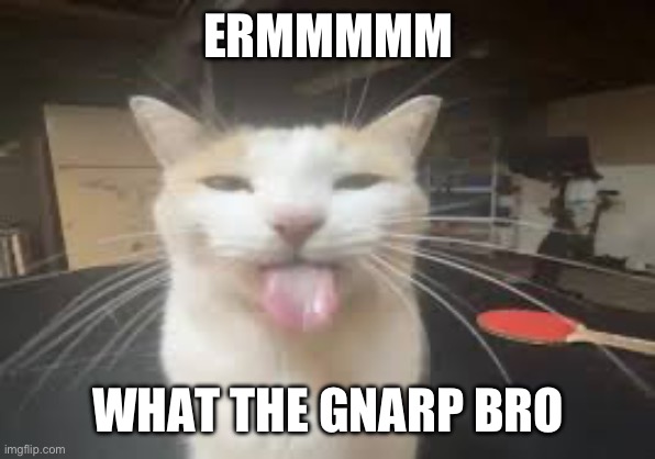 Cat | ERMMMMM; WHAT THE GNARP BRO | image tagged in cat | made w/ Imgflip meme maker
