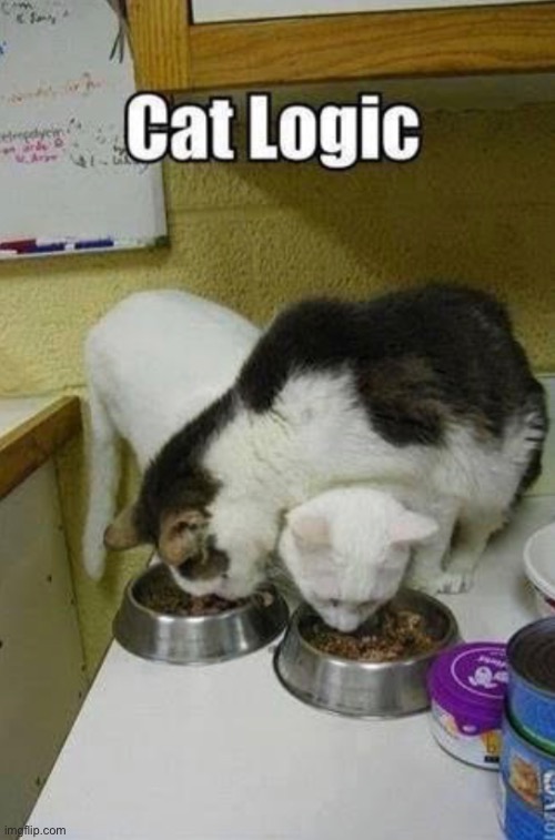 must somehow make sense to them lol | image tagged in funny,cat,meme,cat logic | made w/ Imgflip meme maker