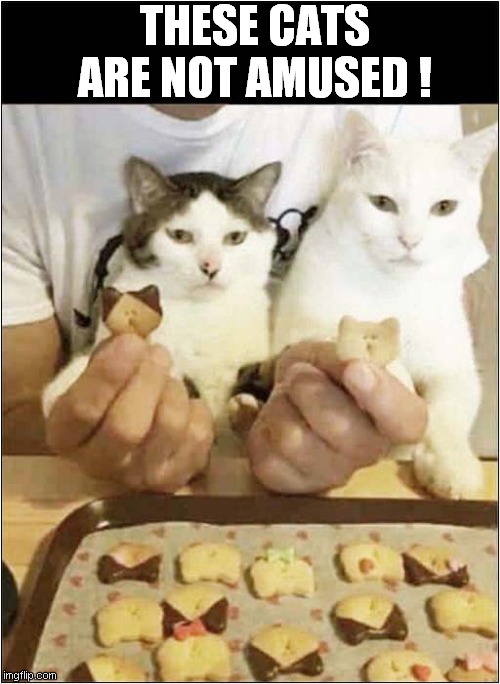 Lack Of Enthusiasm Overload ! | THESE CATS ARE NOT AMUSED ! | image tagged in cats,unimpressed,treats | made w/ Imgflip meme maker