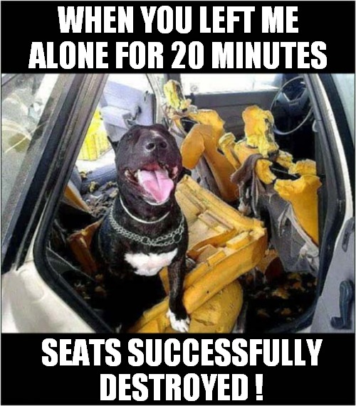Dog Abandoned - Consequences ! | WHEN YOU LEFT ME ALONE FOR 20 MINUTES; SEATS SUCCESSFULLY DESTROYED ! | image tagged in dogs,abandoned,destruction | made w/ Imgflip meme maker