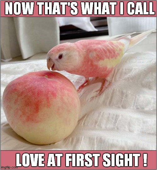 Parrot Passion ! | NOW THAT'S WHAT I CALL; LOVE AT FIRST SIGHT ! | image tagged in parrot,passion,spot the difference | made w/ Imgflip meme maker