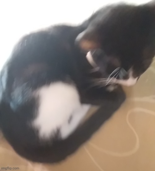 cat post | made w/ Imgflip meme maker