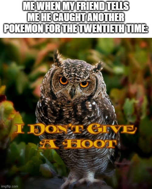 nope idc | ME WHEN MY FRIEND TELLS ME HE CAUGHT ANOTHER POKEMON FOR THE TWENTIETH TIME: | image tagged in owl | made w/ Imgflip meme maker
