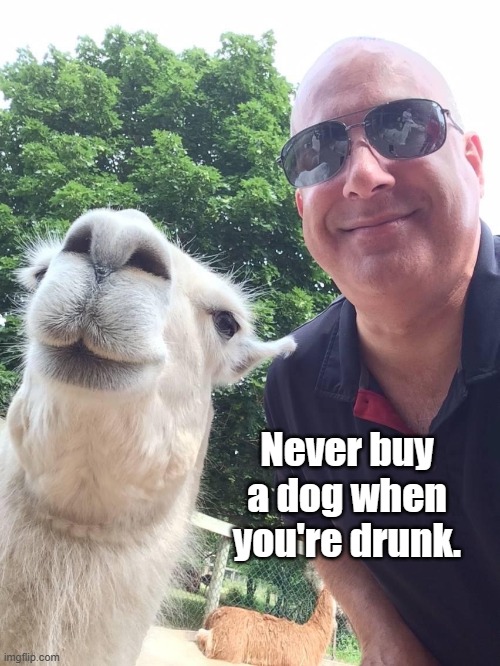Dog | Never buy a dog when you're drunk. | image tagged in dog,drunk,buy dog,buy,funny | made w/ Imgflip meme maker