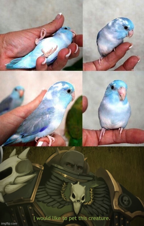 This is why I absolutely LOVE birds | image tagged in i would like to pet this creature | made w/ Imgflip meme maker