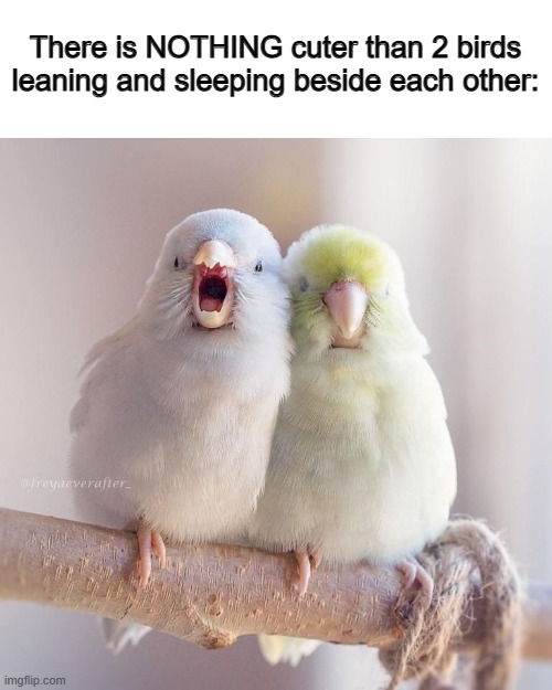 So lovely <3 | There is NOTHING cuter than 2 birds leaning and sleeping beside each other: | made w/ Imgflip meme maker