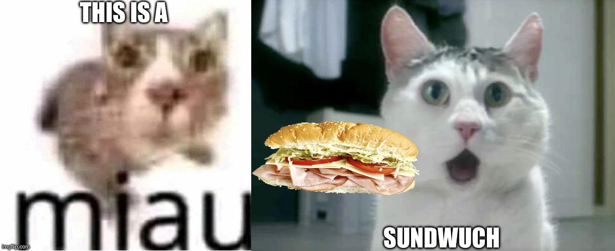 THIS IS A; SUNDWUCH | image tagged in miau,memes,omg cat | made w/ Imgflip meme maker