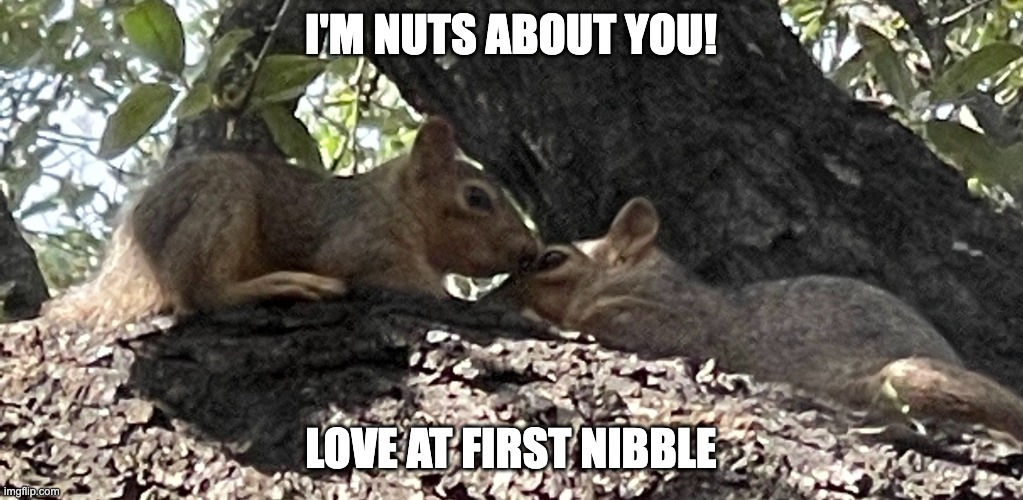Im nuts about you | I'M NUTS ABOUT YOU! LOVE AT FIRST NIBBLE | image tagged in squirrels in love,squirrels kissing,cute animals,happy squirrel,squirrels,kissing | made w/ Imgflip meme maker