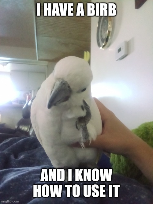 Grab Moxxie | I HAVE A BIRB; AND I KNOW HOW TO USE IT | image tagged in grab moxxie | made w/ Imgflip meme maker