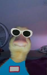 Cool duck with sunglasses Blank Meme Template