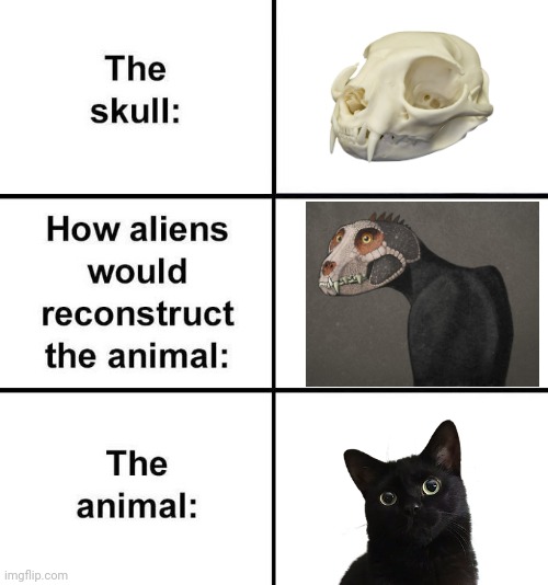 How Aliens Would Reconstruct the Animal | image tagged in how aliens would reconstruct the animal,cats | made w/ Imgflip meme maker