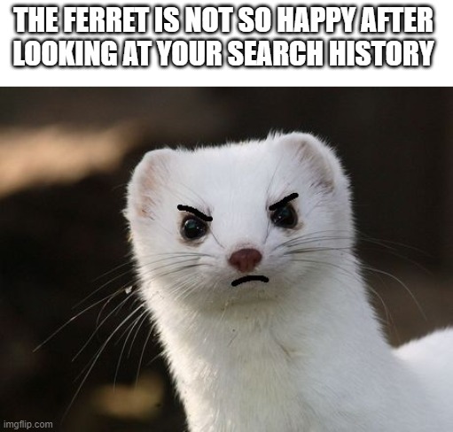 THE FERRET IS NOT SO HAPPY AFTER 
LOOKING AT YOUR SEARCH HISTORY | image tagged in ferret,search history | made w/ Imgflip meme maker