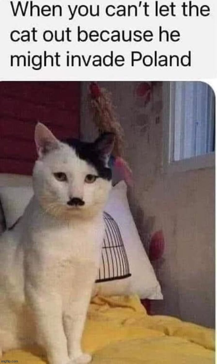 image tagged in memes,funny,cats | made w/ Imgflip meme maker