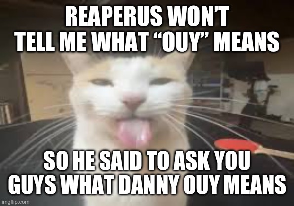 Cat | REAPERUS WON’T TELL ME WHAT “OUY” MEANS; SO HE SAID TO ASK YOU GUYS WHAT DANNY OUY MEANS | image tagged in cat | made w/ Imgflip meme maker