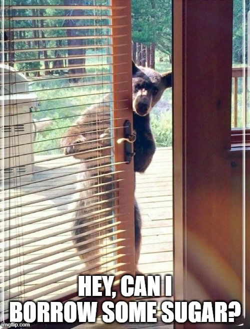 Bear Request | HEY, CAN I BORROW SOME SUGAR? | image tagged in bear cub opps | made w/ Imgflip meme maker