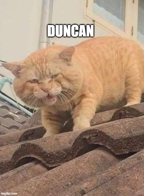 Duncan | DUNCAN | image tagged in duncan,cats,cute cat,chonk,absolute unit,fat cat | made w/ Imgflip meme maker