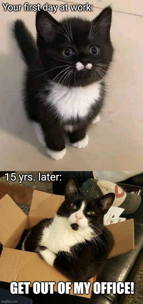 Innocence lost | Your first day at work:; 15 yrs. later:; GET OUT OF MY OFFICE! | image tagged in cute cat,funny cats,working,office,cats | made w/ Imgflip meme maker