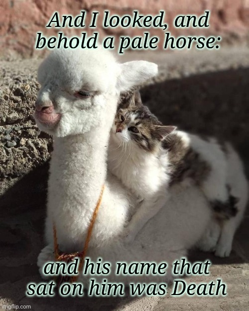 Behold a pale horse rider was death/alpaca & cat | And I looked, and behold a pale horse:; and his name that sat on him was Death | image tagged in pale rider cat alpaca | made w/ Imgflip meme maker