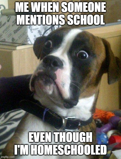 School? | ME WHEN SOMEONE MENTIONS SCHOOL; EVEN THOUGH I'M HOMESCHOOLED | image tagged in blankie the shocked dog | made w/ Imgflip meme maker