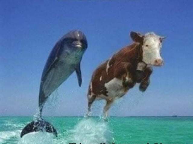 Dolphin and cow jumping Blank Meme Template