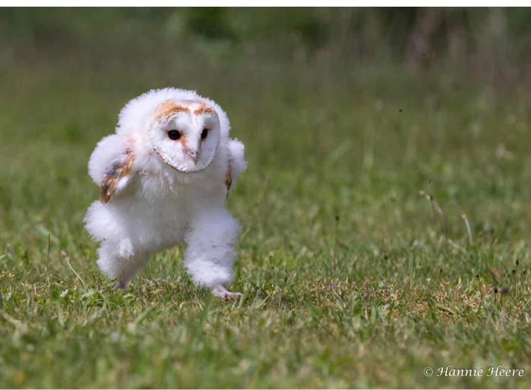 Funny little owl Blank Meme Template