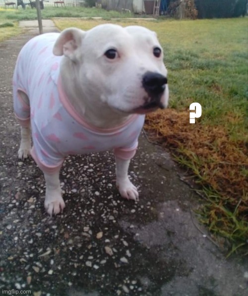 PITBULL IN A ONESIE | ? | image tagged in pitbull in a onesie | made w/ Imgflip meme maker