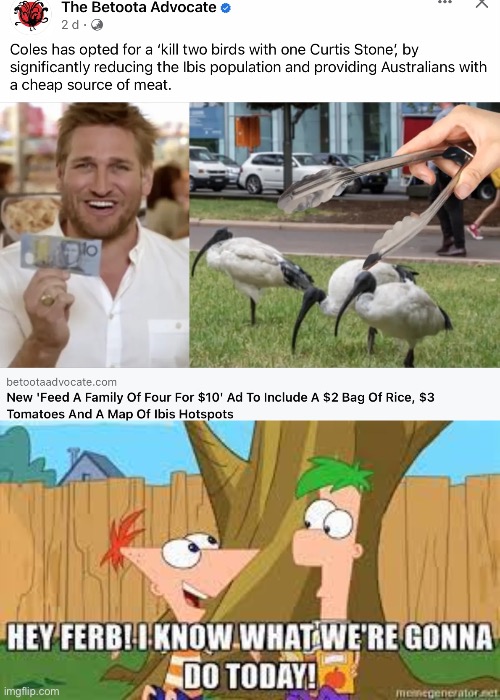 Ibis meat | image tagged in hey ferb i know what we're gonna do today,meat,family | made w/ Imgflip meme maker