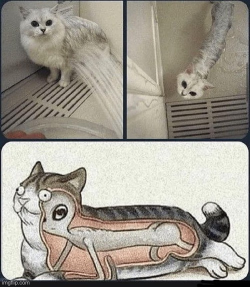 Alien cat | image tagged in memes,funny,cats | made w/ Imgflip meme maker