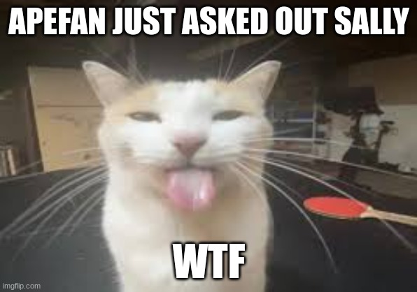 Cat | APEFAN JUST ASKED OUT SALLY; WTF | image tagged in cat | made w/ Imgflip meme maker