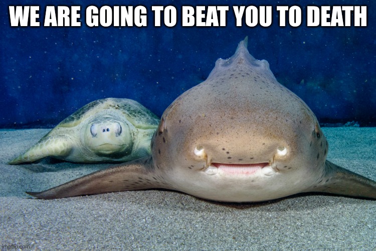 WE ARE GOING TO BEAT YOU TO DEATH | image tagged in shark,turtle | made w/ Imgflip meme maker