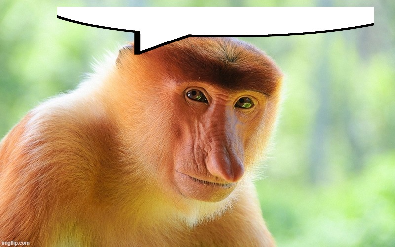 nosacz monkey | image tagged in nosacz monkey | made w/ Imgflip meme maker