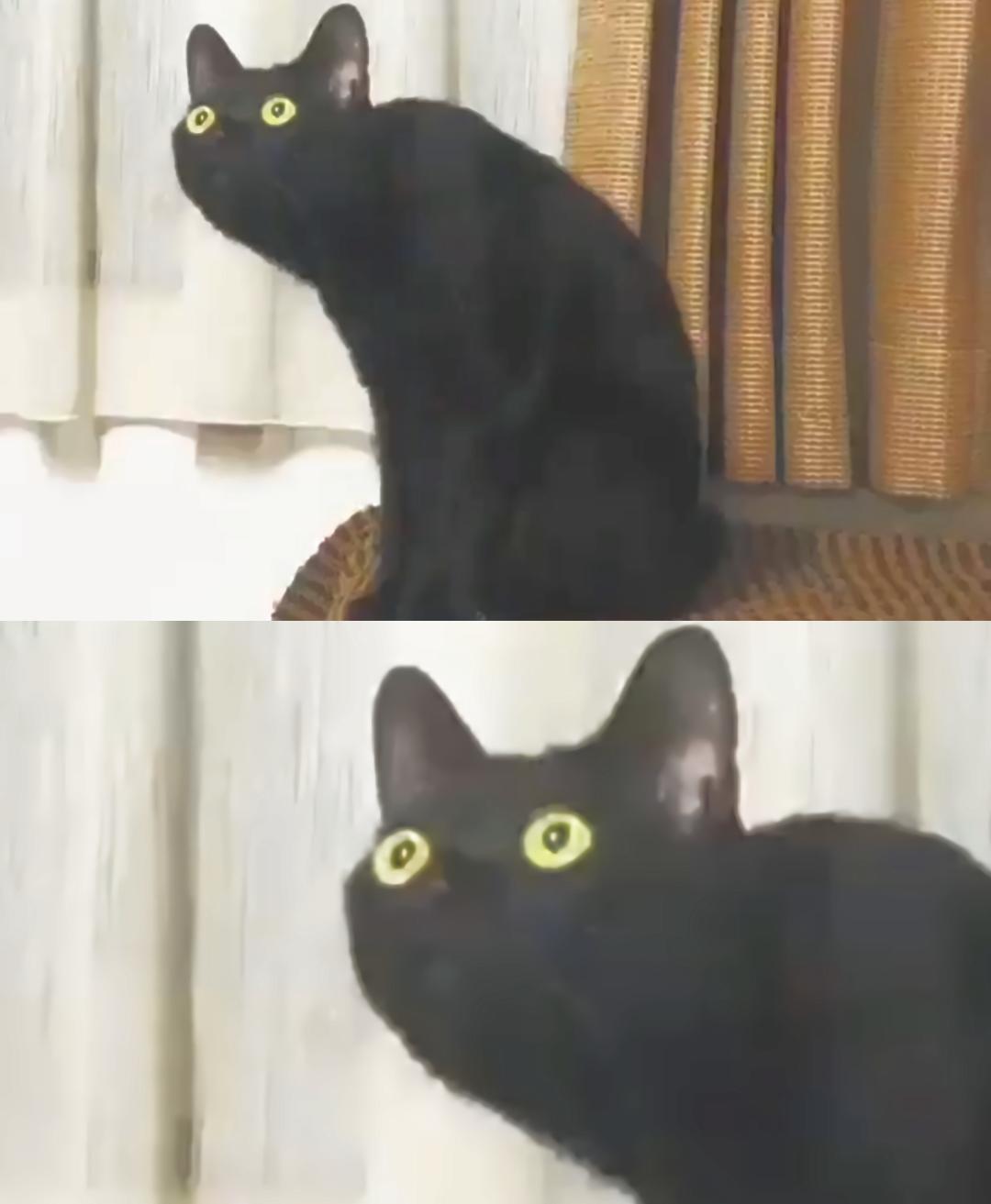 Oh no cat Blank Meme Template