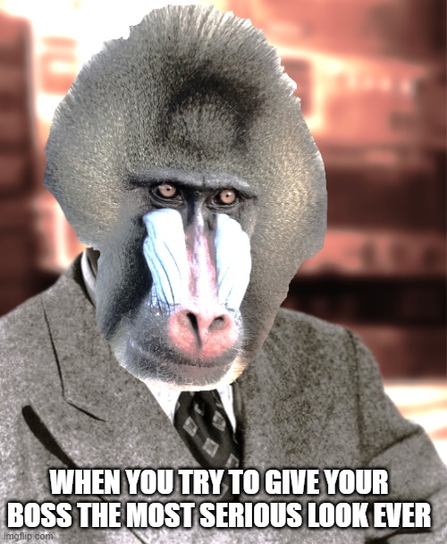 When you try to give your boss the serious look | WHEN YOU TRY TO GIVE YOUR BOSS THE MOST SERIOUS LOOK EVER | image tagged in mandrill,job interview | made w/ Imgflip meme maker